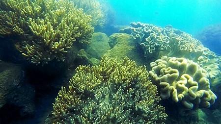 Lặn ngắm san hô dưới đáy biển Cù Lao Chàm