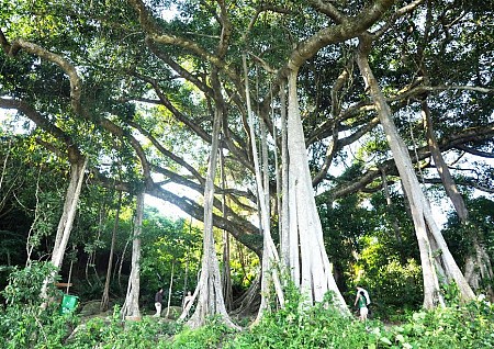 Phát triển điểm đến tại cây đa ngàn năm tuổi Sơn Trà