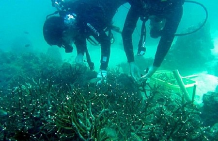 Xuống biển trồng lại san hô tại đảo Cù Lao Chàm