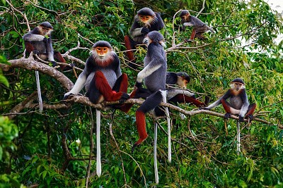 Ngắm vọoc chà vá chân nâu trên bán Đảo Sơn Trà Ngắm vọoc chà vá chân nâu trên bán Đảo Sơn Trà