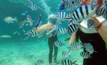 Con đường huyền thoại dưới đáy đảo Cù Lao Chàm