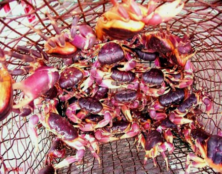 Cua đá Cù lao Chàm Đà Nẵng