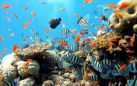 Đà Nẵng bảo vệ san hô