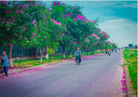 Đà Nẵng những con đường bằng lăng tím