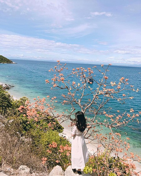 Đến Cù Lao Chàm sống ảo và chiêm ngưỡng hoa ngô đồng nhuộm đỏ đảo xanh