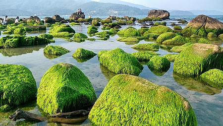 Đẹp mê hồn mùa rêu xanh mướt tại rạn Nam Ô Đà Nẵng