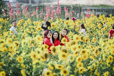 Giới trẻ mãi mê ngắm vườn hoa hướng dương Đà Nẵng