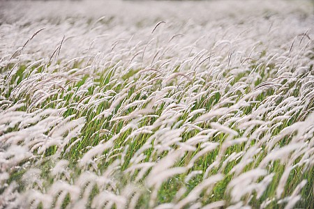Hoa cỏ lau nở trắng Sơn Trà