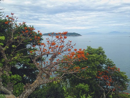 Hoa ngô đồng nở rộ trên đảo Cù Lao Chàm Hoa ngô đồng nở rộ trên đảo Cù Lao Chàm