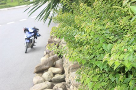 Đường Hoàng Sa Đà Nẵng – con đường đẹp như tranh vẽ Đường Hoàng Sa Đà Nẵng – con đường đẹp như tranh vẽ