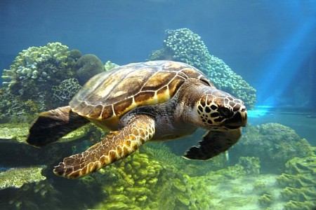 khu bảo tồn rùa biển tại Cù Lao Chàm