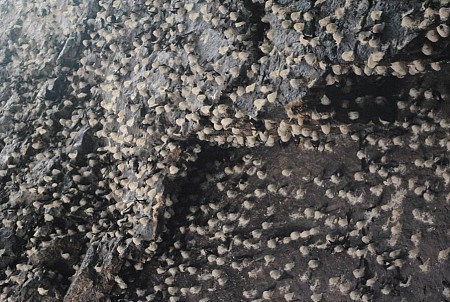 Những ẩm thực tuyệt nhất tại đảo Cù Lao Chàm