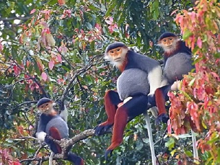 Những bức ảnh về Voọc chà vá chân nâu tại Sơn Trà