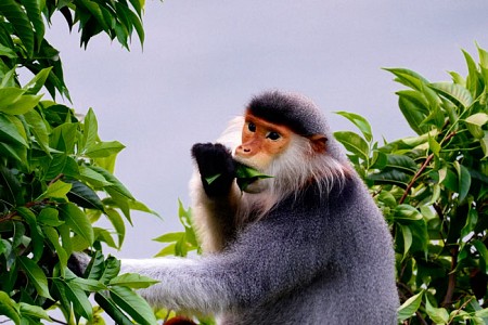 Thú vui từ voọc chà vá chân nâu