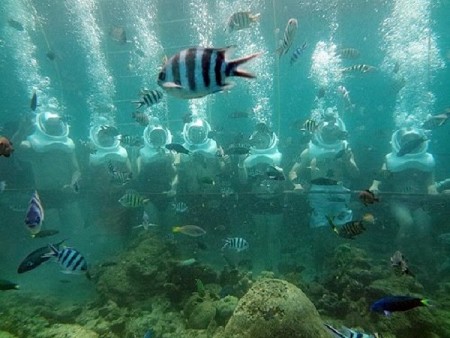 chương trình Đi Bộ Dưới Đáy Biển Cù Lao Chàm 1 Ngày