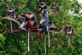 Đà Nẵng - Hội An - Bà Nà - Huế - Đại Nội - Chùa Thiên Mụ 2025