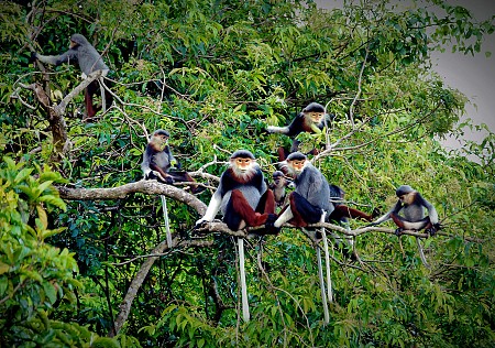 Triển lãm ảnh về voọc chà vá chân nâu bán đảo Sơn Trà