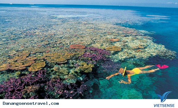 Lặn ngắm san hô dưới đáy biển Cù Lao Chàm - Ảnh 2 Lặn ngắm san hô dưới đáy biển Cù Lao Chàm - Ảnh 2