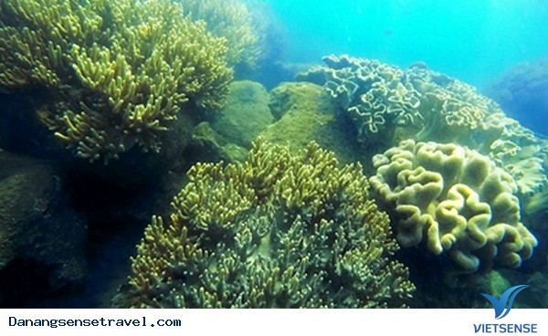 Lặn ngắm san hô dưới đáy biển Cù Lao Chàm - Ảnh 1 Lặn ngắm san hô dưới đáy biển Cù Lao Chàm - Ảnh 1