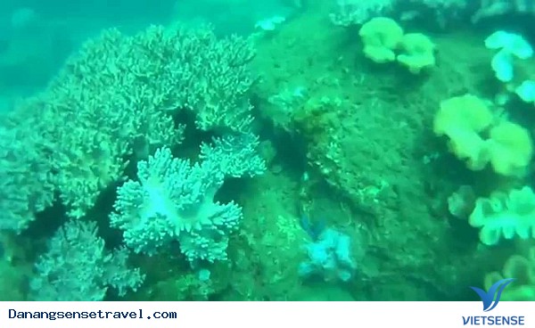 Lặn ngắm san hô dưới đáy biển Cù Lao Chàm - Ảnh 4 Lặn ngắm san hô dưới đáy biển Cù Lao Chàm - Ảnh 4