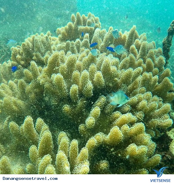 Lặn ngắm san hô dưới đáy biển Cù Lao Chàm - Ảnh 5 Lặn ngắm san hô dưới đáy biển Cù Lao Chàm - Ảnh 5