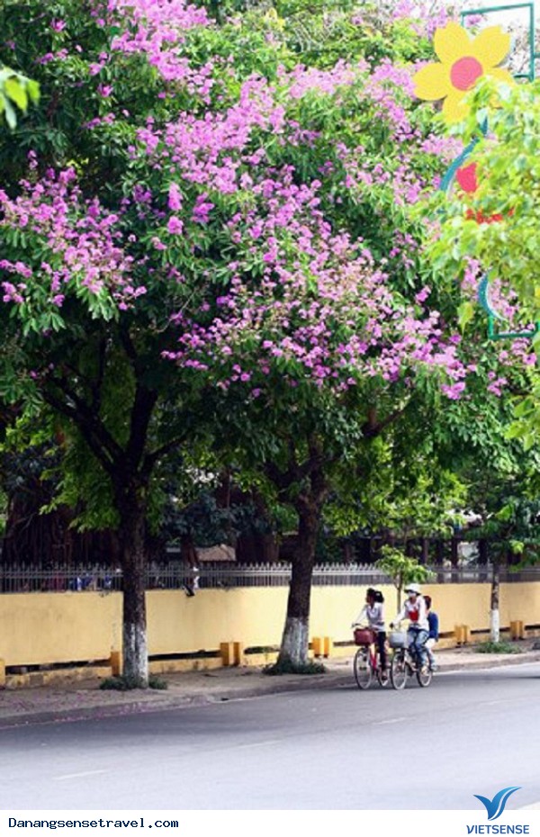 Rực rỡ sắc màu mùa hạ Xứ Huế - Ảnh 3