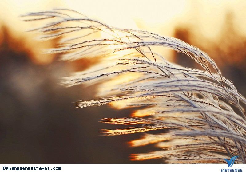 Mùa Cỏ Lau - Ảnh 5