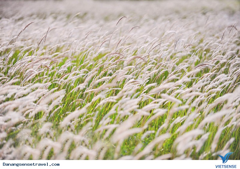 Mùa Cỏ Lau - Ảnh 3