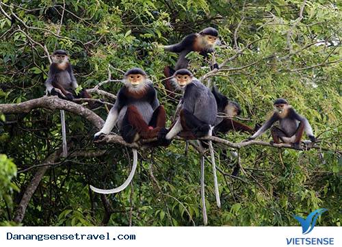 5 điểm tham quan tuyệt đẹp tại Bán Đảo Sơn Trà Đà Nẵng - Ảnh 6 5 điểm tham quan tuyệt đẹp tại Bán Đảo Sơn Trà Đà Nẵng - Ảnh 6