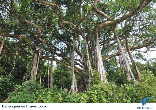 5 điểm tham quan tuyệt đẹp tại Bán Đảo Sơn Trà Đà Nẵng - Ảnh 3 5 điểm tham quan tuyệt đẹp tại Bán Đảo Sơn Trà Đà Nẵng - Ảnh 3