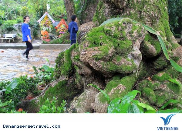 7 cây di sản trên núi Ngũ Hành Sơn - Ảnh 4