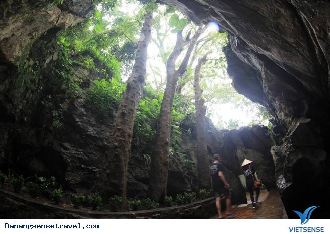 7 cây di sản trên núi Ngũ Hành Sơn - Ảnh 3