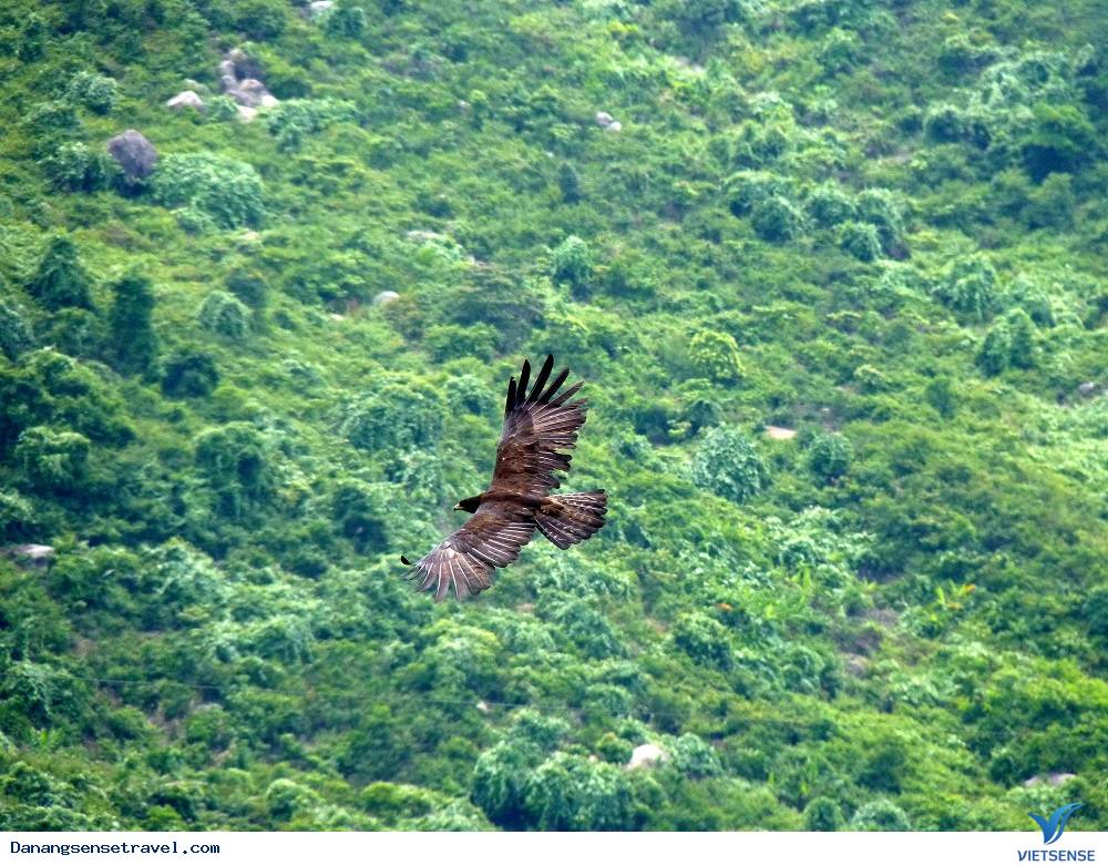 Bán đảo Sơn Trà viên ngọc quý của Đà Nẵng - Ảnh 3 Bán đảo Sơn Trà viên ngọc quý của Đà Nẵng - Ảnh 3