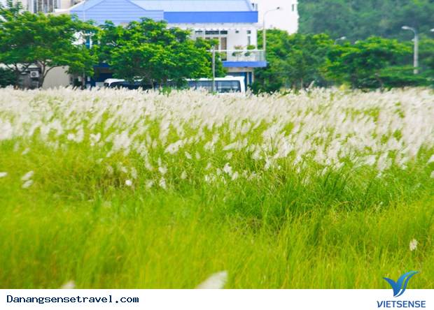 Cẩm nang hành trình Đà Nẵng từ a đến z - Ảnh 12