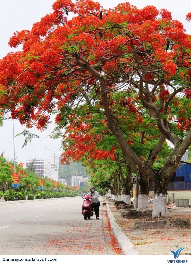 Con đường Đà Nẵng theo hướng tay mẹ - Ảnh 3 Con đường Đà Nẵng theo hướng tay mẹ - Ảnh 3