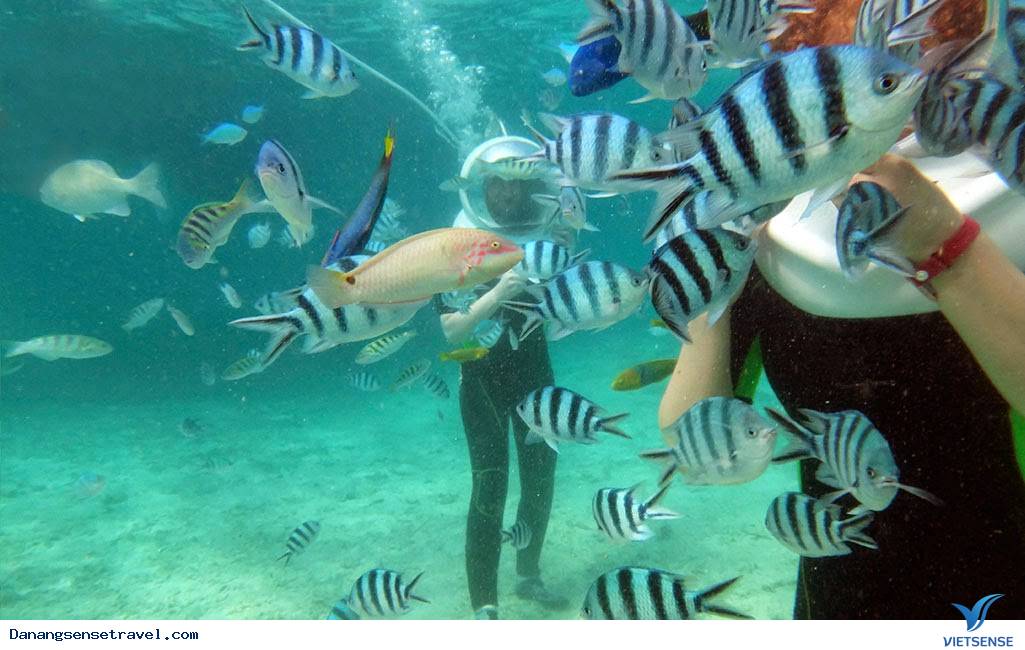 chương trình lặn biển tại Cù Lao Chàm chương trình lặn biển tại Cù Lao Chàm