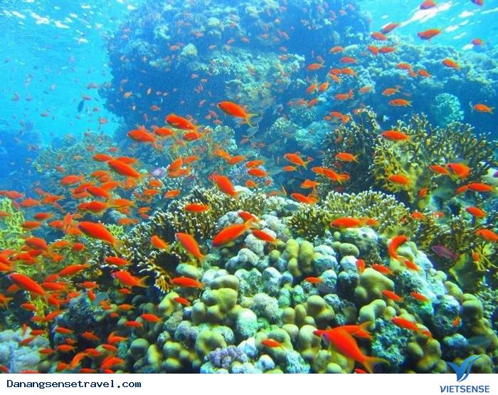 Trải nghiệm tuyệt vời của chương trình lặn biển - Ảnh 3 Trải nghiệm tuyệt vời của chương trình lặn biển - Ảnh 3