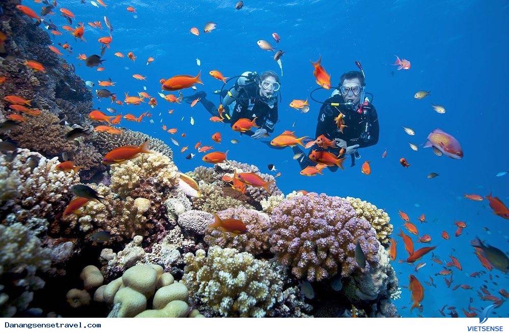 Cù Lao Chàm Viên ngọc xanh của Quảng Nam - Ảnh 3 Cù Lao Chàm Viên ngọc xanh của Quảng Nam - Ảnh 3