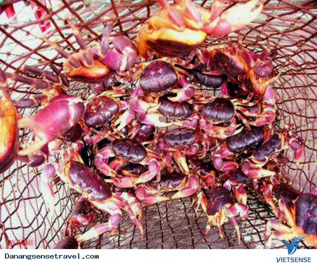 Cua đá Cù lao Chàm Đà Nẵng - Ảnh 1 Cua đá Cù lao Chàm Đà Nẵng - Ảnh 1