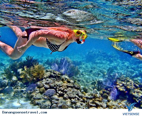 Cua đá Cù lao Chàm Đà Nẵng - Ảnh 4 Cua đá Cù lao Chàm Đà Nẵng - Ảnh 4