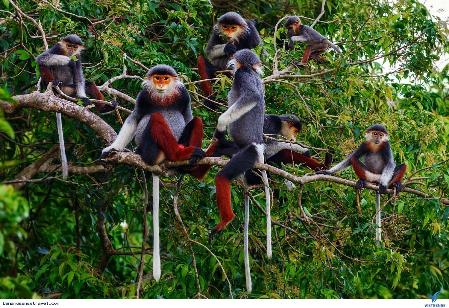 Đà Nẵng đón Mùa thăm quan, nghỉ dưỡng cùng nhiều sản phẩm mới lạ - Ảnh 4 Đà Nẵng đón Mùa thăm quan, nghỉ dưỡng cùng nhiều sản phẩm mới lạ - Ảnh 4