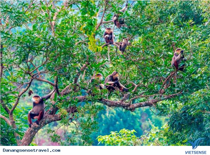 Đà Nẵng nhiều hoạt động hấp dẫn cùng Mùa thăm quan, nghỉ dưỡng biển - Ảnh 4 Đà Nẵng nhiều hoạt động hấp dẫn cùng Mùa thăm quan, nghỉ dưỡng biển - Ảnh 4