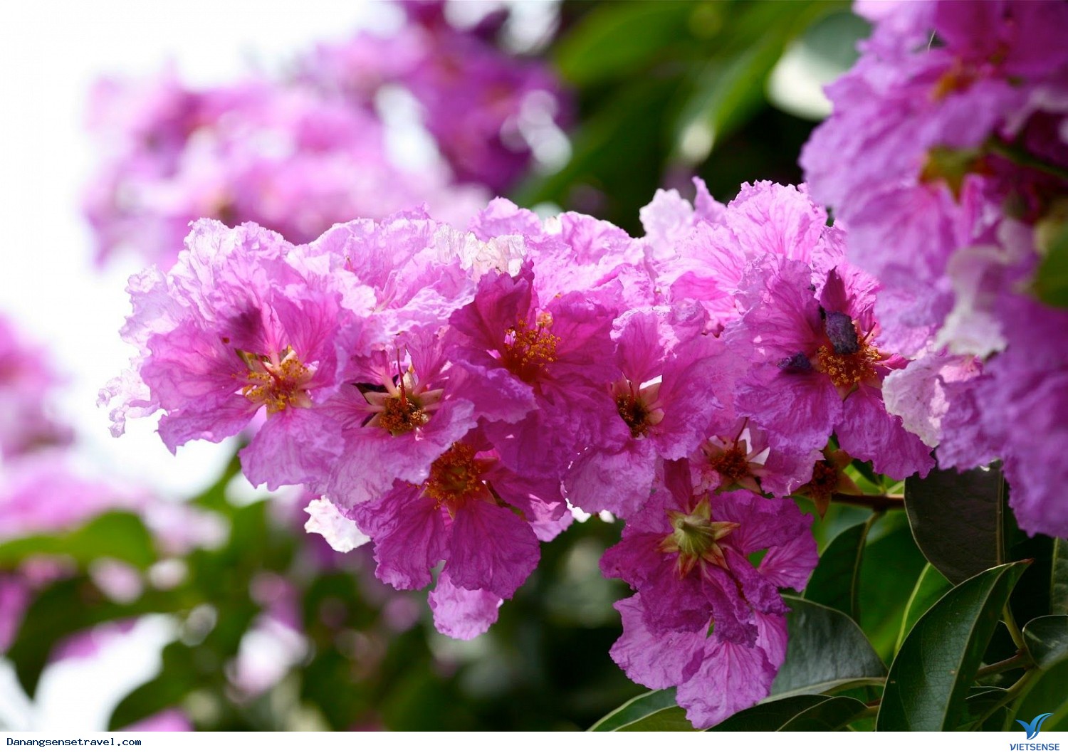 Đà Nẵng những con đường bằng lăng tím - Ảnh 3