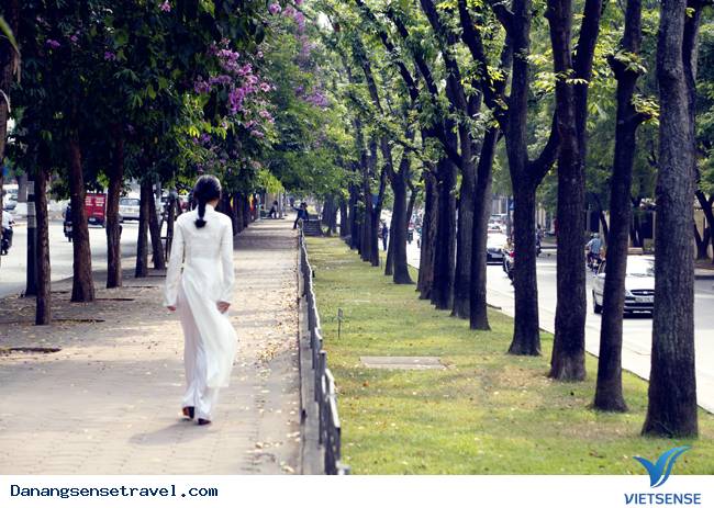 Đà Nẵng những con đường bằng lăng tím - Ảnh 2