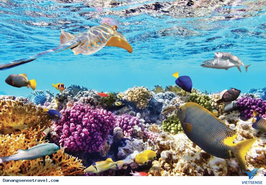 Đà Nẵng tạm dừng một số hoạt động hành trình để phục vụ APEC - Ảnh 2 Đà Nẵng tạm dừng một số hoạt động hành trình để phục vụ APEC - Ảnh 2