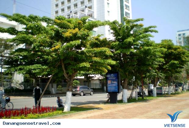 Đà Nẵng Ứng Dụng Công Nghệ GIS Vào Công Tác Quản Lý Cây Xanh - Ảnh 1 Đà Nẵng Ứng Dụng Công Nghệ GIS Vào Công Tác Quản Lý Cây Xanh - Ảnh 1