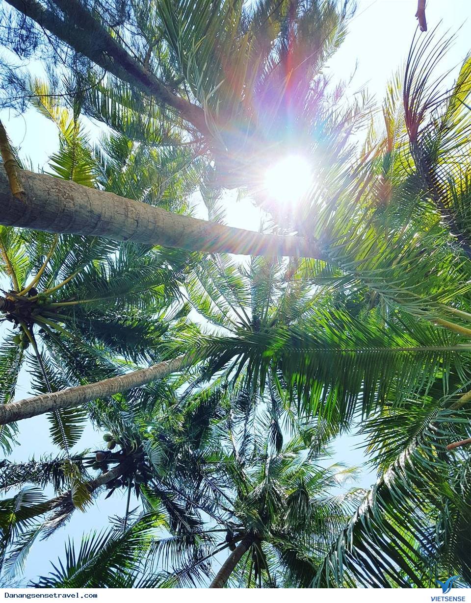 Đảo Dừa Tam Hải Hòn Ngọc thô của đảo Quảng Nam - Ảnh 7 Đảo Dừa Tam Hải Hòn Ngọc thô của đảo Quảng Nam - Ảnh 7