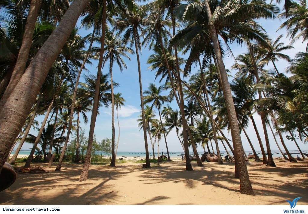 Đảo Dừa Tam Hải Hòn Ngọc thô của đảo Quảng Nam - Ảnh 4 Đảo Dừa Tam Hải Hòn Ngọc thô của đảo Quảng Nam - Ảnh 4