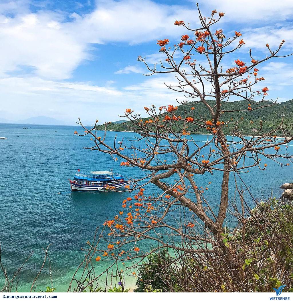 Đến Cù Lao Chàm sống ảo và chiêm ngưỡng hoa ngô đồng nhuộm đỏ đảo xanh - Ảnh 1