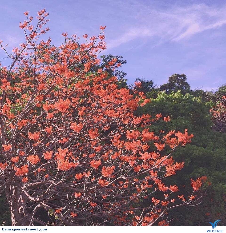 Đến Cù Lao Chàm sống ảo và chiêm ngưỡng hoa ngô đồng nhuộm đỏ đảo xanh - Ảnh 5